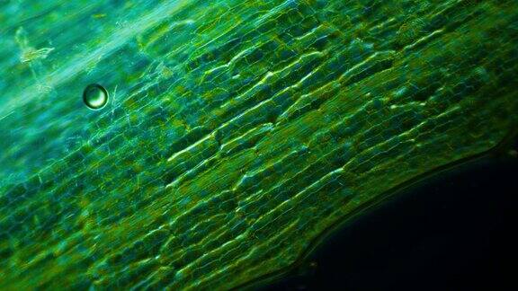 显微镜下神奇的绿色生命放大100倍平滑对焦变焦和旋转