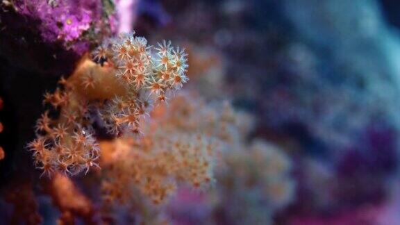 软珊瑚及其珊瑚虫的细节