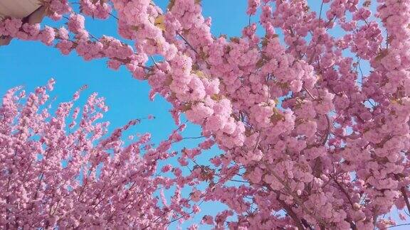 粉红色的樱花在蓝天下绽放