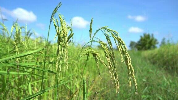 稻米农场食品有机