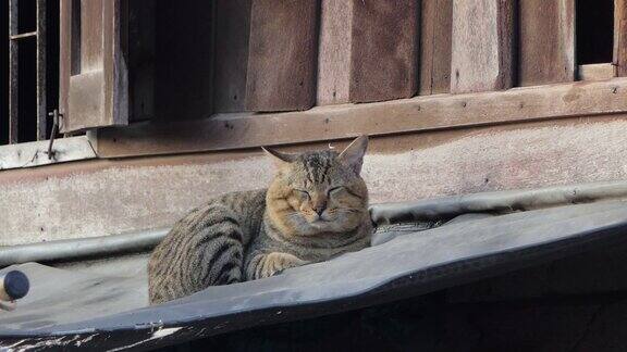 早上猫在屋顶上休息