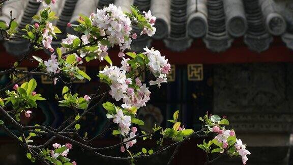 中国传统古建筑背景前春暖花开随风摇曳