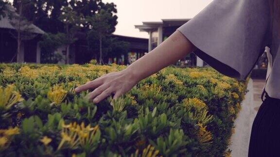 女人的手抚摸着花朵
