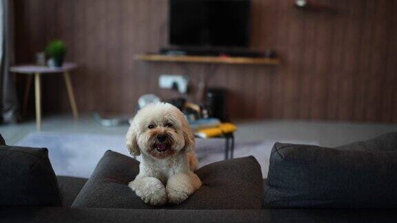 一只玩具狮子狗在客厅的沙发上等着主人