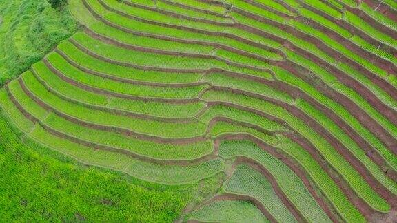 雨季的梯田