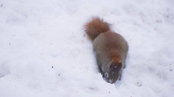 红松鼠在冬天吃种子