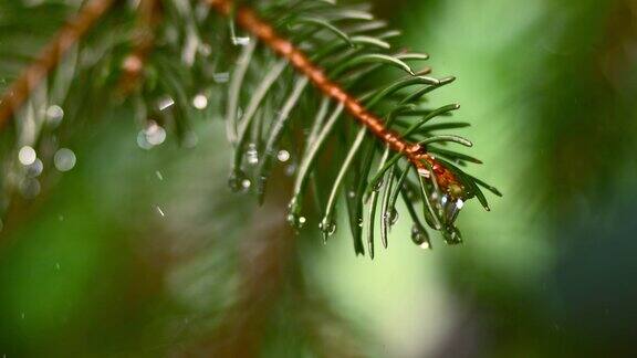 雨滴从冷杉树叶上落下