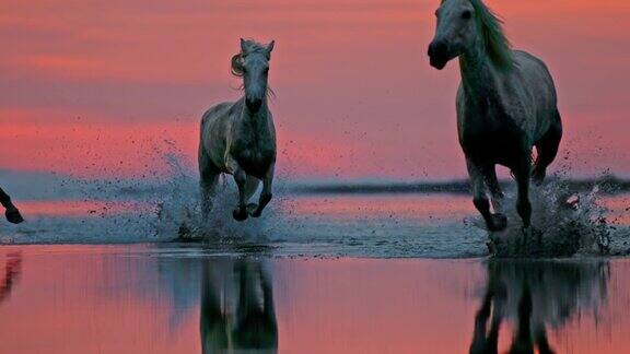 黄昏时分一群马在海滩上奔跑
