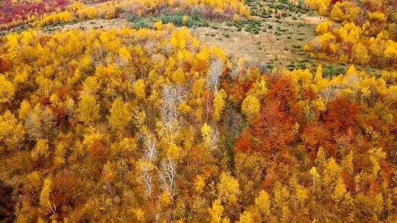 鸟瞰图:飞越喀尔巴阡山脉美丽的秋天森林黄色和红色的树