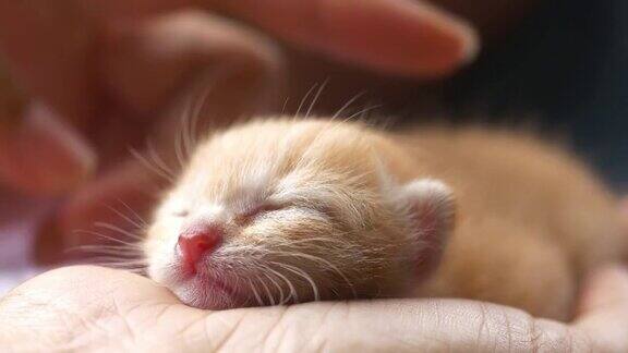 可爱的小猫在手里