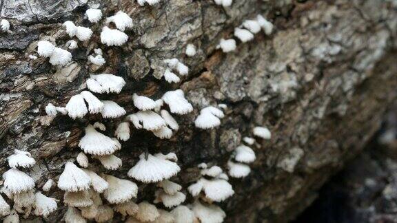 原木上的野生蘑菇裂褶菌