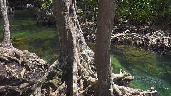 泰国甲米的那片红树林