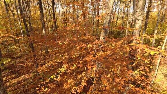 一架无人机在加拿大森林的黄色和橙色树木和灌木丛上空盘旋