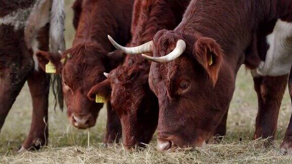 母牛妈妈和她的两只小牛在一群牛中吃干草