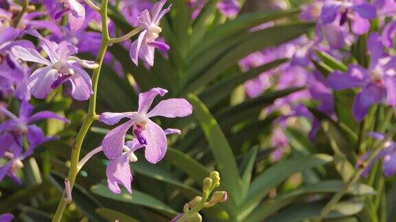 植物园里盛开的紫兰花