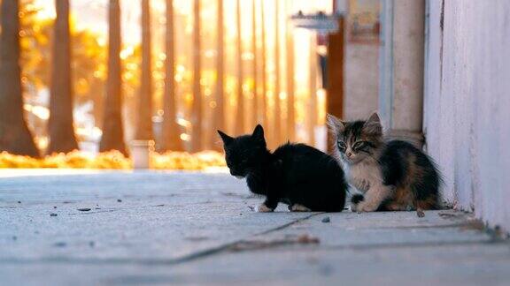 两只无家可归的小猫在城市的街道上