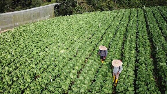 无人机镜头正上方2名农民在浇灌卷心菜农场