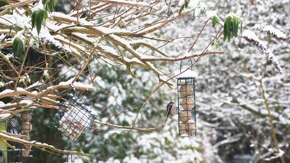冬天雪地里的喂鸟器长尾山雀