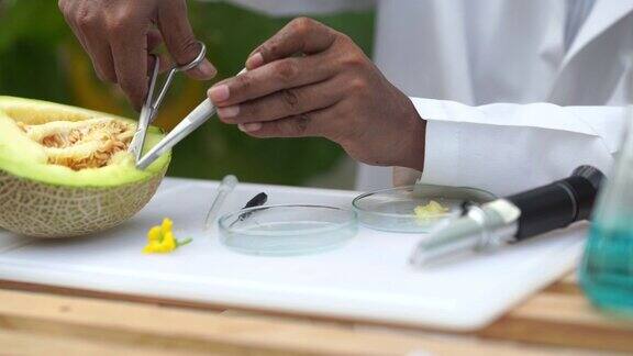 研究人员测试甜瓜作物品种的甜度用于转基因食品的研发、生物食品