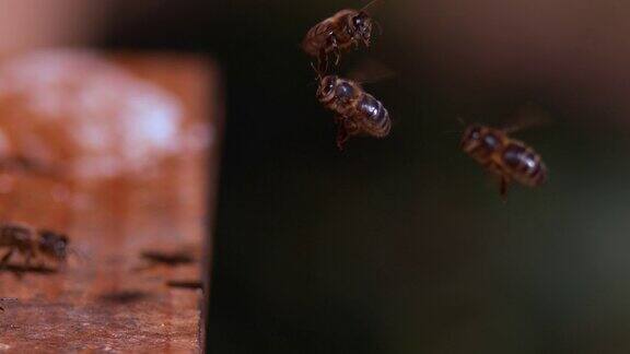 进入蜂巢的黑蜜蜂飞行中的昆虫