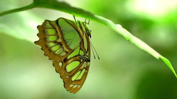 Siproetastelenes-孔雀石蝴蝶下的叶子