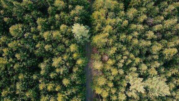 上方的绿色森林-无人机拍摄