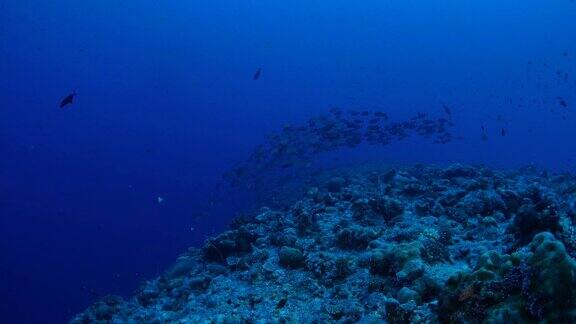 在深海中成群结队的鲹鱼