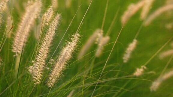 野花和草在草地上放松和水疗