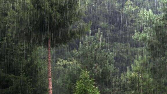 强降雨森林树木
