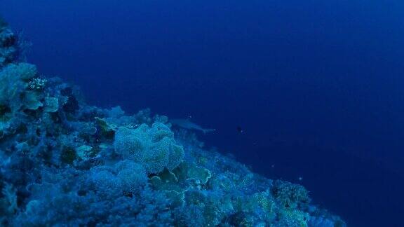 暗礁在急流中海底暗礁