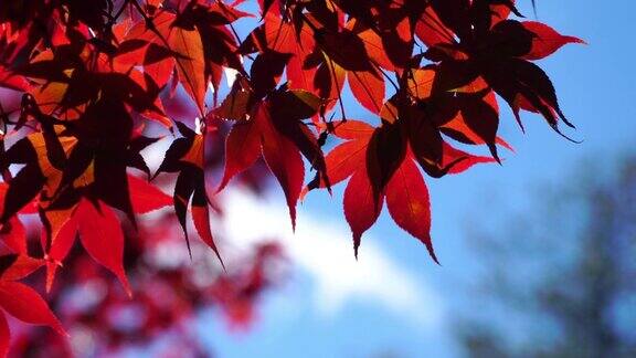 4k红枫叶背景的秋天季节