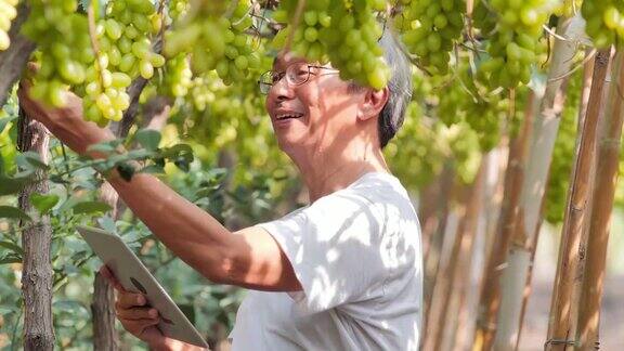 老人在花园里用药片收割葡萄农业、园艺、农业、收获与人理念、有机农业理念、植物养护与保护理念Seniorpreneurs