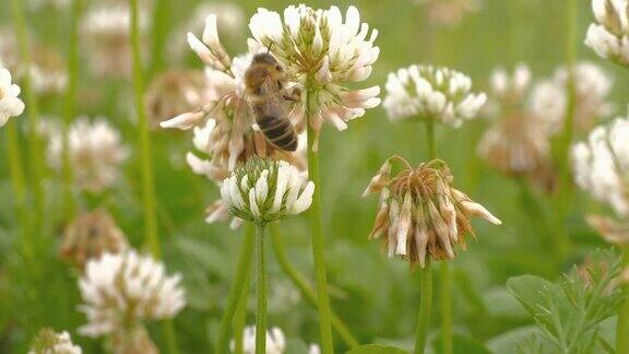 微距镜头-蜜蜂在花间飞来飞去