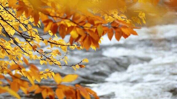 五彩缤纷的秋叶落在急流中