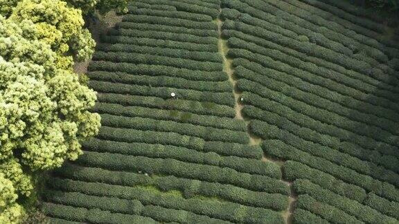 在中国杭州的茶园农民采摘茶叶的无人机视图