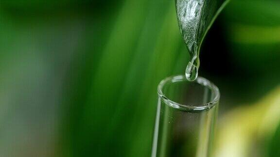 一滴水滴在一片绿叶上滴进一个试管里