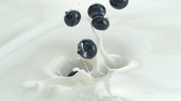 蓝莓落入奶油牛奶中在微距和慢镜头中产生漩涡飞溅