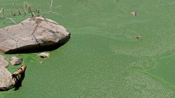 蓝绿藻螺旋藻属火烈鸟的食物这种藻类含有色素使他们的天然粉红色在肯尼亚的博戈里亚湖实时4K