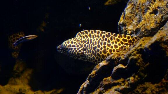石头里的海鳗