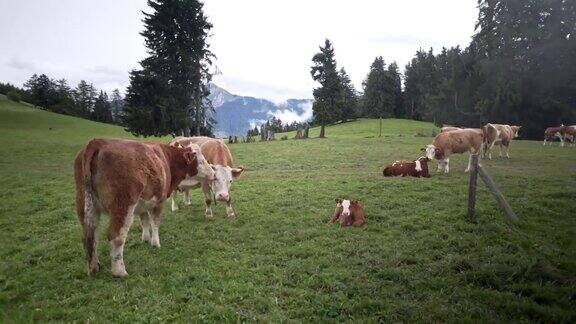 奶牛在高山上吃草