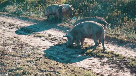 肮脏的猪在田间的路上拔草