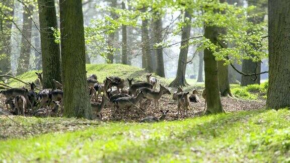 一群鹿在春天的森林里吃草