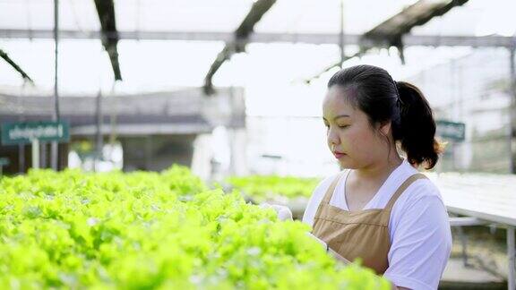 亚洲农场主检查她的有机水培蔬菜种植农场