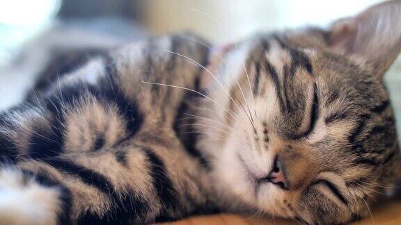 4K可爱的虎斑猫睡觉与甜蜜的梦在家里