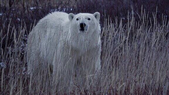 北极熊看着镜头向加拿大走去