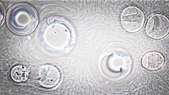 通过显微镜看到的白色细菌细胞医学研究背景