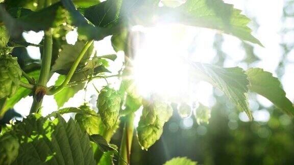 在夏末成熟的啤酒花球果