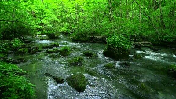 绿林中的小溪青森市磐濑河