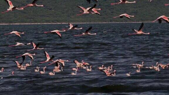 小火烈鸟小腓凤蝶肯尼亚博戈里亚湖的殖民地4K实时