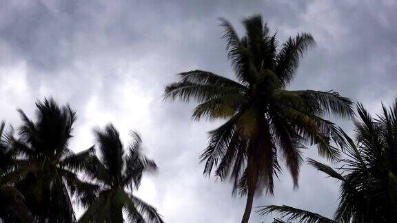 时间流逝:风暴吹过椰子树